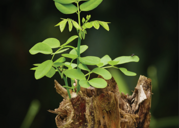 Revista “segurança” nº 253