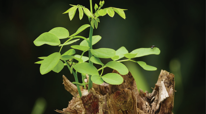 Revista “segurança” nº 253